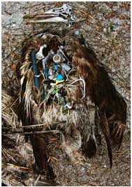 Image result for albatross dead chick