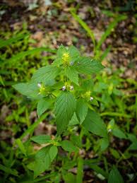 Attēlu rezultāti vaicājumam “Galeopsis bifida flower”