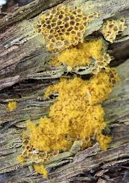 Attēlu rezultāti vaicājumam “Trichia ambigua macro”