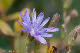 Attēlu rezultāti vaicājumam “Lactuca tatarica bud”