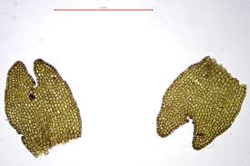 Attēlu rezultāti vaicājumam “Cladopodiella francisci”