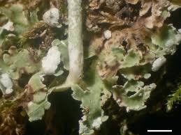 Attēlu rezultāti vaicājumam “Cladonia norvegica”