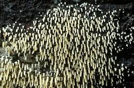 Attēlu rezultāti vaicājumam “Mucronella calva”