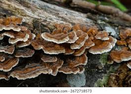 Attēlu rezultāti vaicājumam “Cribraria rubiginosa macro”