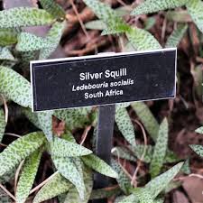 Attēlu rezultāti vaicājumam “Lycogala leopardinum sessile”