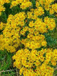 Attēlu rezultāti vaicājumam “Jacobaea vulgaris flower”