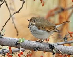 Image result for Catharus guttatus