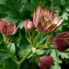 Image result for Astrantia majon `Abbey Road`