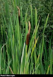 Attēlu rezultāti vaicājumam “Typha latifolia”