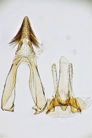 Attēlu rezultāti vaicājumam “Carpatolechia alburnella”
