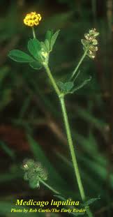 Attēlu rezultāti vaicājumam “Medicago lupulina”