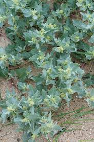 Attēlu rezultāti vaicājumam “Atriplex calotheca”