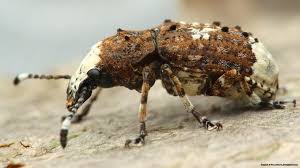 Attēlu rezultāti vaicājumam “Anthribus nebulosus”