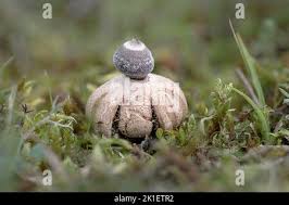 Attēlu rezultāti vaicājumam “Geastrum minimum”