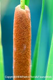 Attēlu rezultāti vaicājumam “Typha angustifolia  fruit”