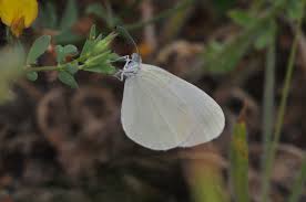 Attēlu rezultāti vaicājumam “Leptidea sinapis underside”