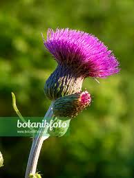 Attēlu rezultāti vaicājumam “Cirsium heterophyllum”