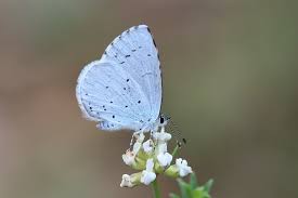 Attēlu rezultāti vaicājumam “Celastrina argiolus underside”