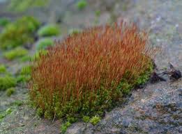 Attēlu rezultāti vaicājumam “Ceratodon purpureus”