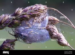 Attēlu rezultāti vaicājumam “Araneus diadematus eggs”