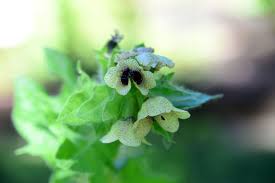 Attēlu rezultāti vaicājumam “Hyoscyamus niger flower”