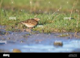 Attēlu rezultāti vaicājumam “Alauda arvensis adult”