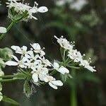 Image result for Chaerophyllum aureum