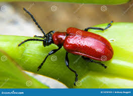 Attēlu rezultāti vaicājumam “Lilioceris lilii”