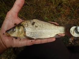Image result for Cyprinus multitaeniatus