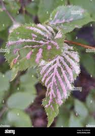 Attēlu rezultāti vaicājumam “Acalitus longisetosus”