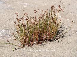 Attēlu rezultāti vaicājumam “Juncus alpinoarticulatus fruit”