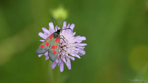 Attēlu rezultāti vaicājumam “Zygaena viciae”