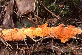 Attēlu rezultāti vaicājumam “Peniophora laurentii”