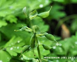 Attēlu rezultāti vaicājumam “Corydalis cava fruit”