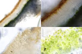 Attēlu rezultāti vaicājumam “Cetraria sepincola”