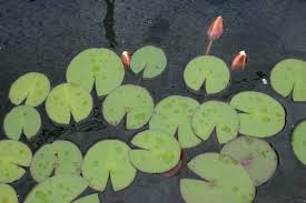 Attēlu rezultāti vaicājumam “Nymphaea alba leaf”