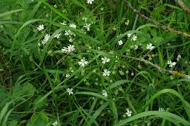 Attēlu rezultāti vaicājumam “Stellaria holostea fruit”