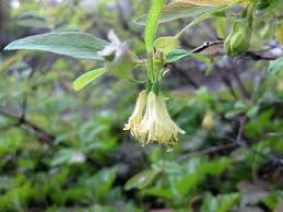 Attēlu rezultāti vaicājumam “Lonicera caerulea var. pallasii”