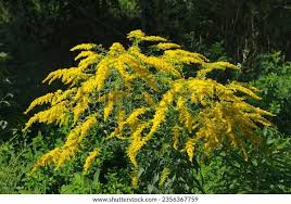 Image result for Solidago virgaurea