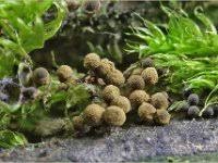 Attēlu rezultāti vaicājumam “Cribraria argillacea young”