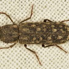 Attēlu rezultāti vaicājumam “Scardia boletella”