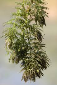 Attēlu rezultāti vaicājumam “Ceratophyllum submersum leaf”