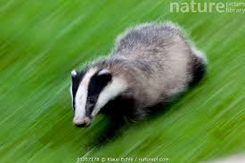 Attēlu rezultāti vaicājumam “Meles meles”