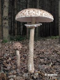 Attēlu rezultāti vaicājumam “Macrolepiota procera”