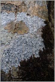 Attēlu rezultāti vaicājumam “Phaeographis dendritica”