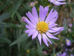 Image result for Aster novi-belgii