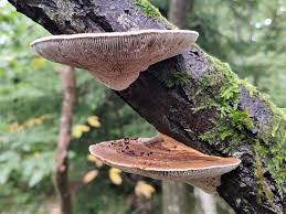 Attēlu rezultāti vaicājumam “Daedaleopsis confragosa”