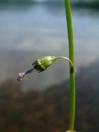Attēlu rezultāti vaicājumam “Lobelia dortmanna flower”