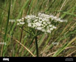 Attēlu rezultāti vaicājumam “Selinum carvifolia fruit”