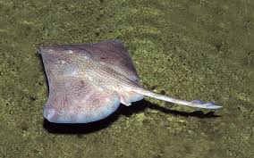 Image result for Dipturus intermedius